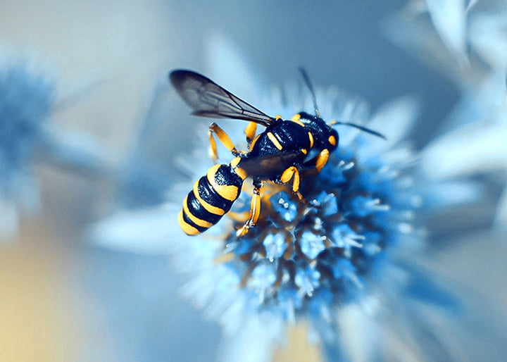 Tavla - Honeybee