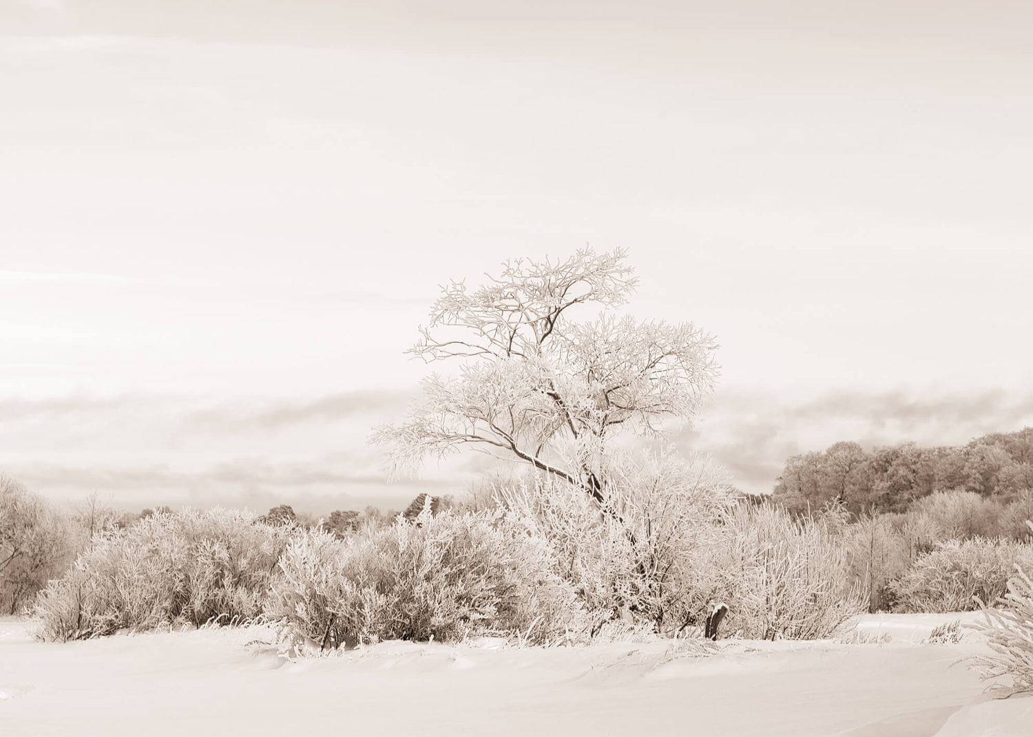 Canvastavla - White Snow