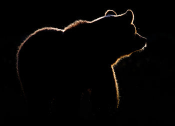 Canvastavla - Ursa