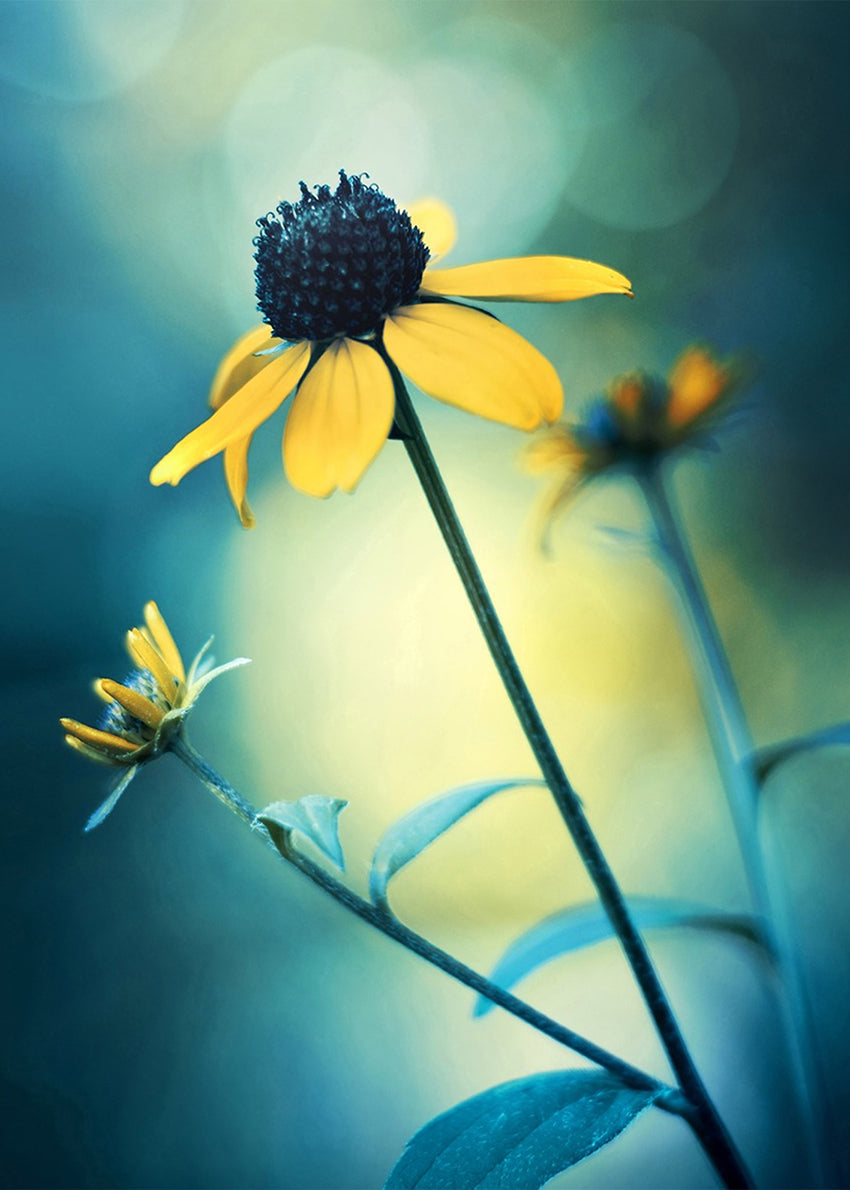 Canvastavla - Sunflower