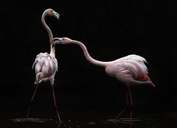 Canvastavla - Flamingos