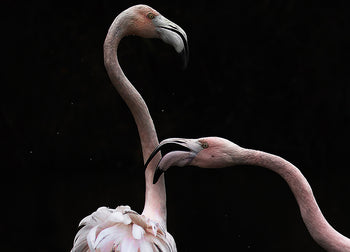 Canvastavla - Flamingos