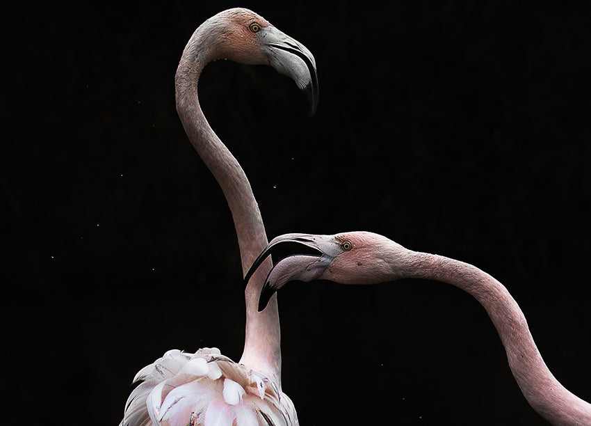 Canvastavla - Flamingos