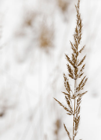 Poster - Grass seed