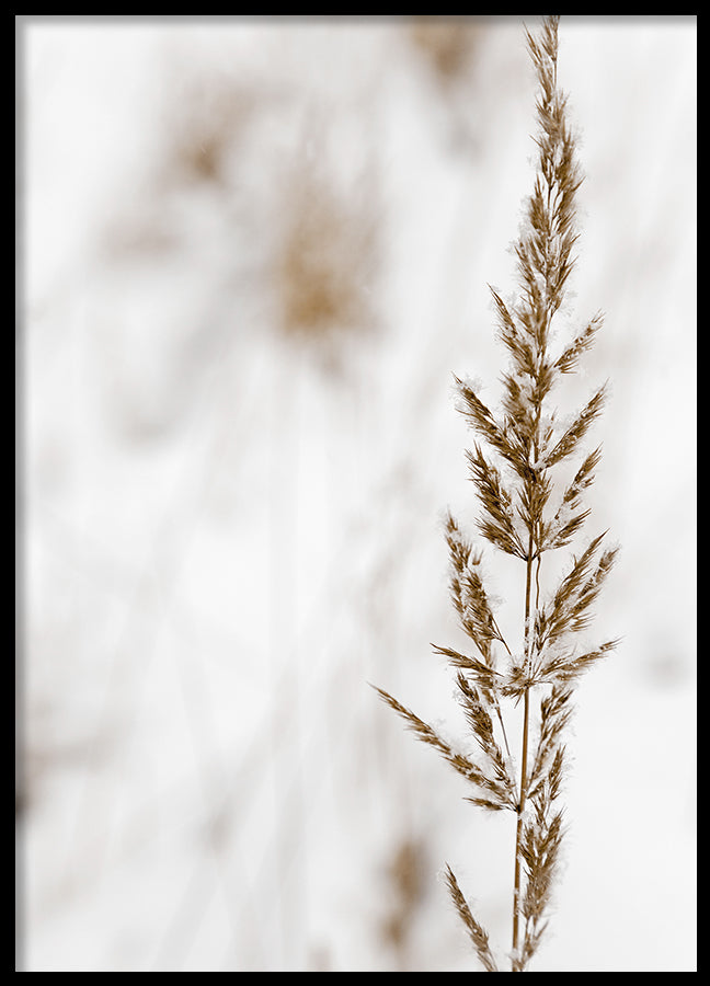 Poster - Grass seed