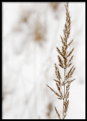 Poster - Grass seed