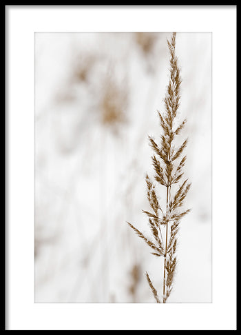 Poster - Grass seed