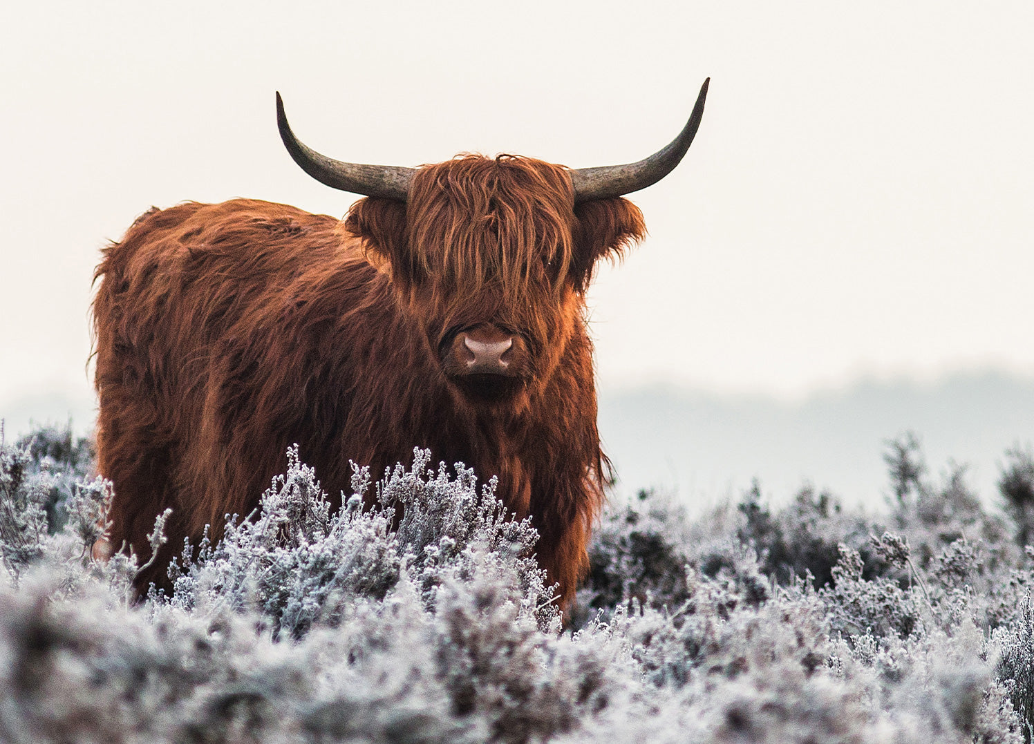 Tavla - Buffalo