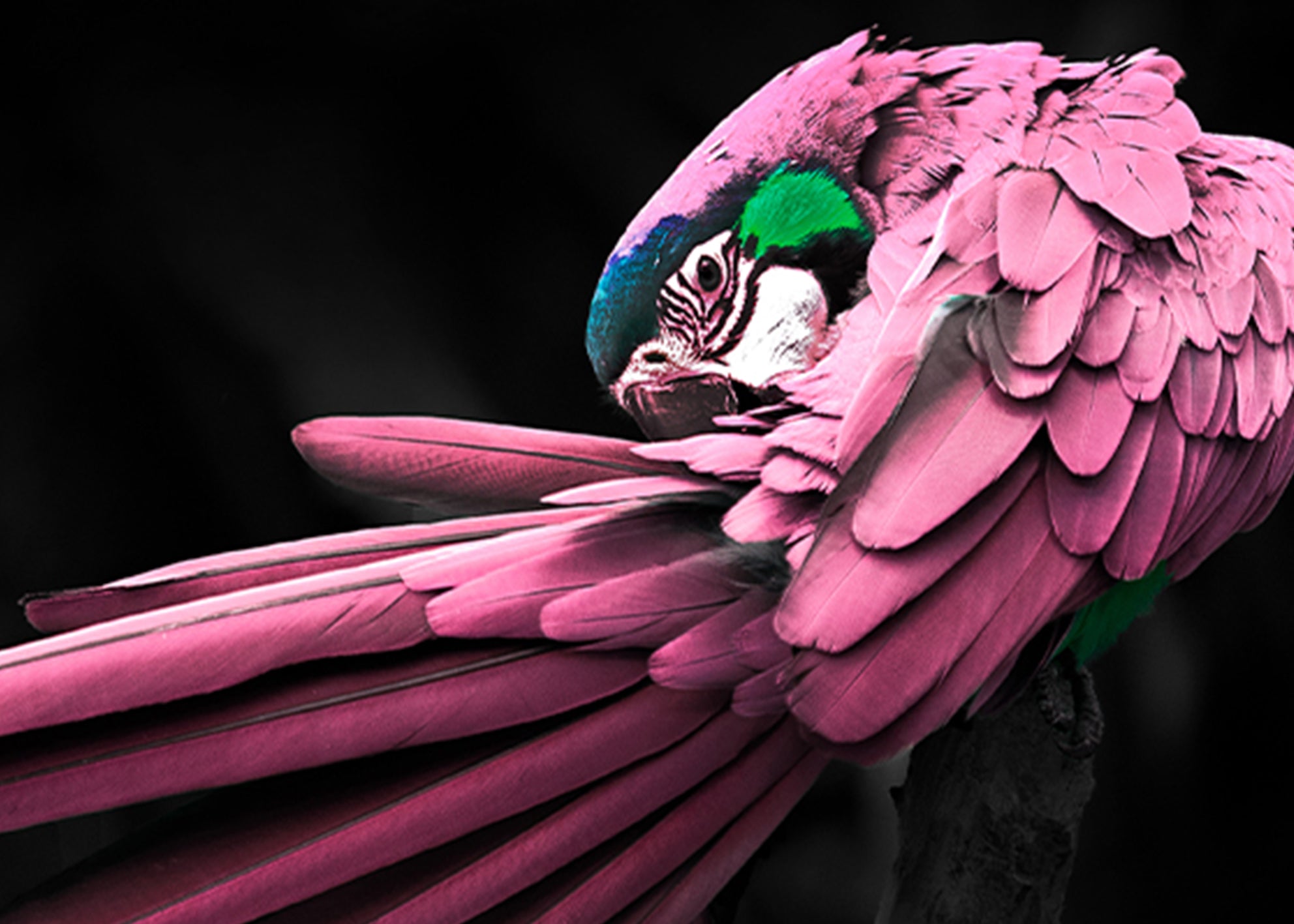 Canvastavla - Rosy Macaw