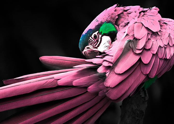 Canvastavla - Rosy Macaw