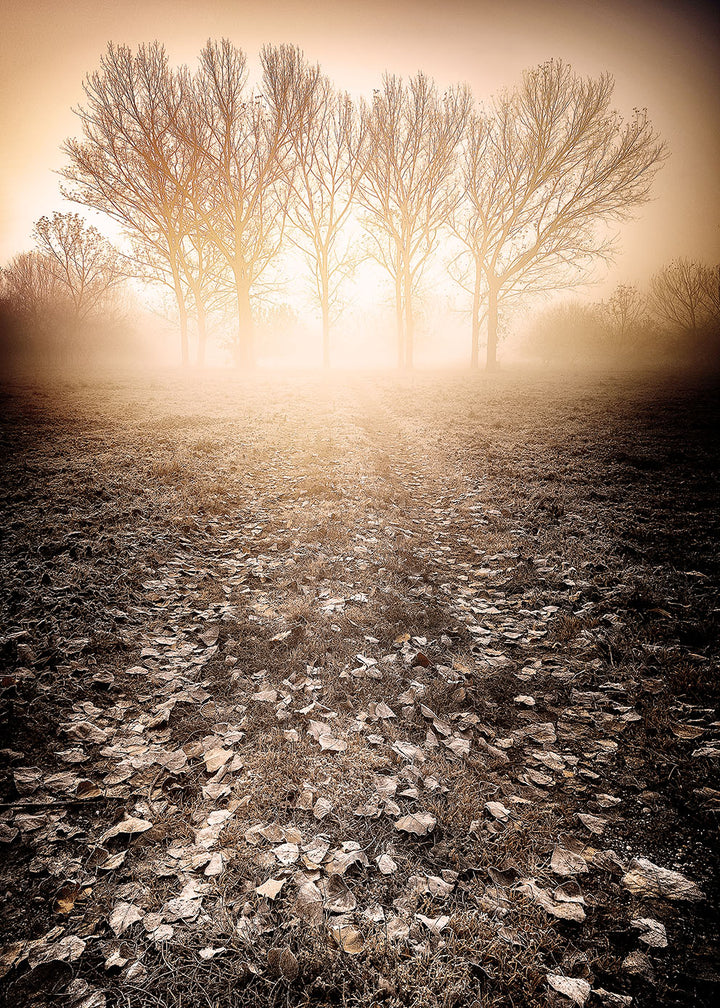Juliste - Frosty Morning