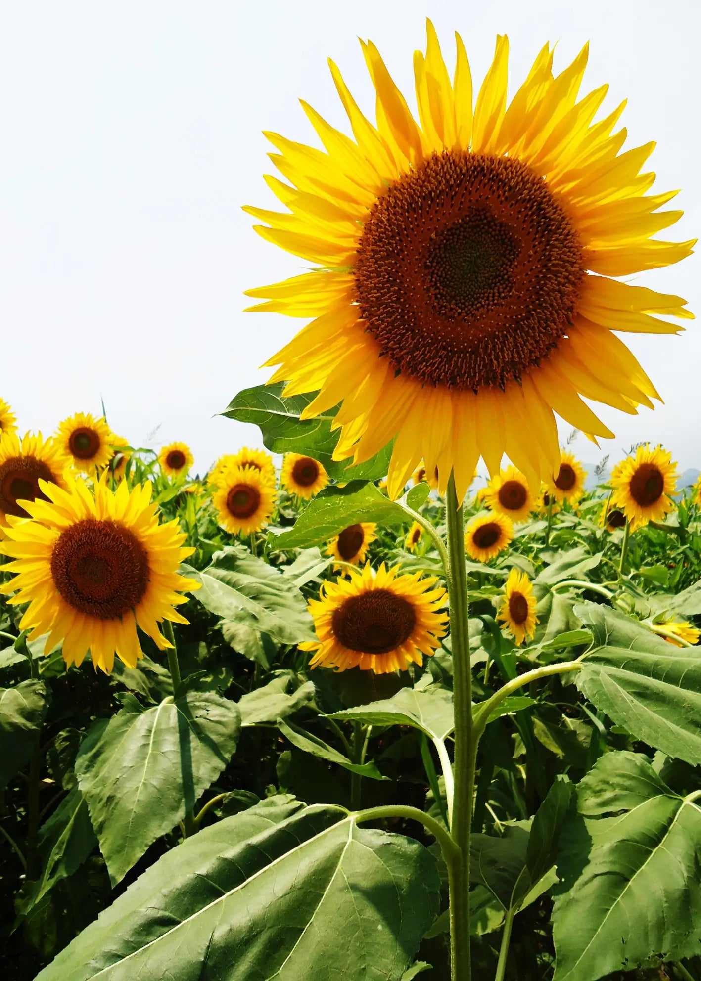 Canvastavla - Summer’s Crown