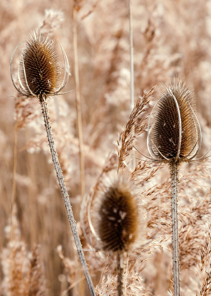 Canvastavla - Burdocks