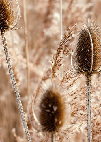 Canvastavla - Burdocks