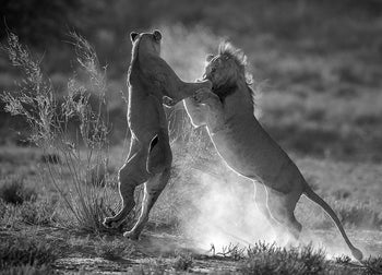 Canvastavla - Leap of Love