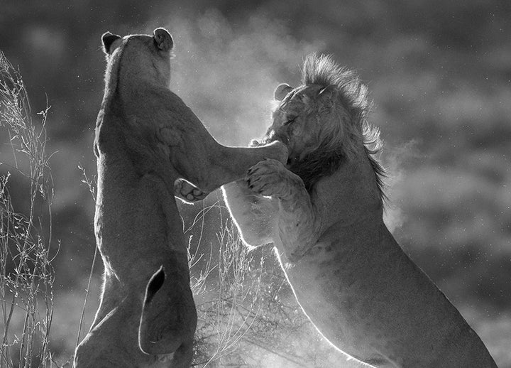 Canvastavla - Leap of Love