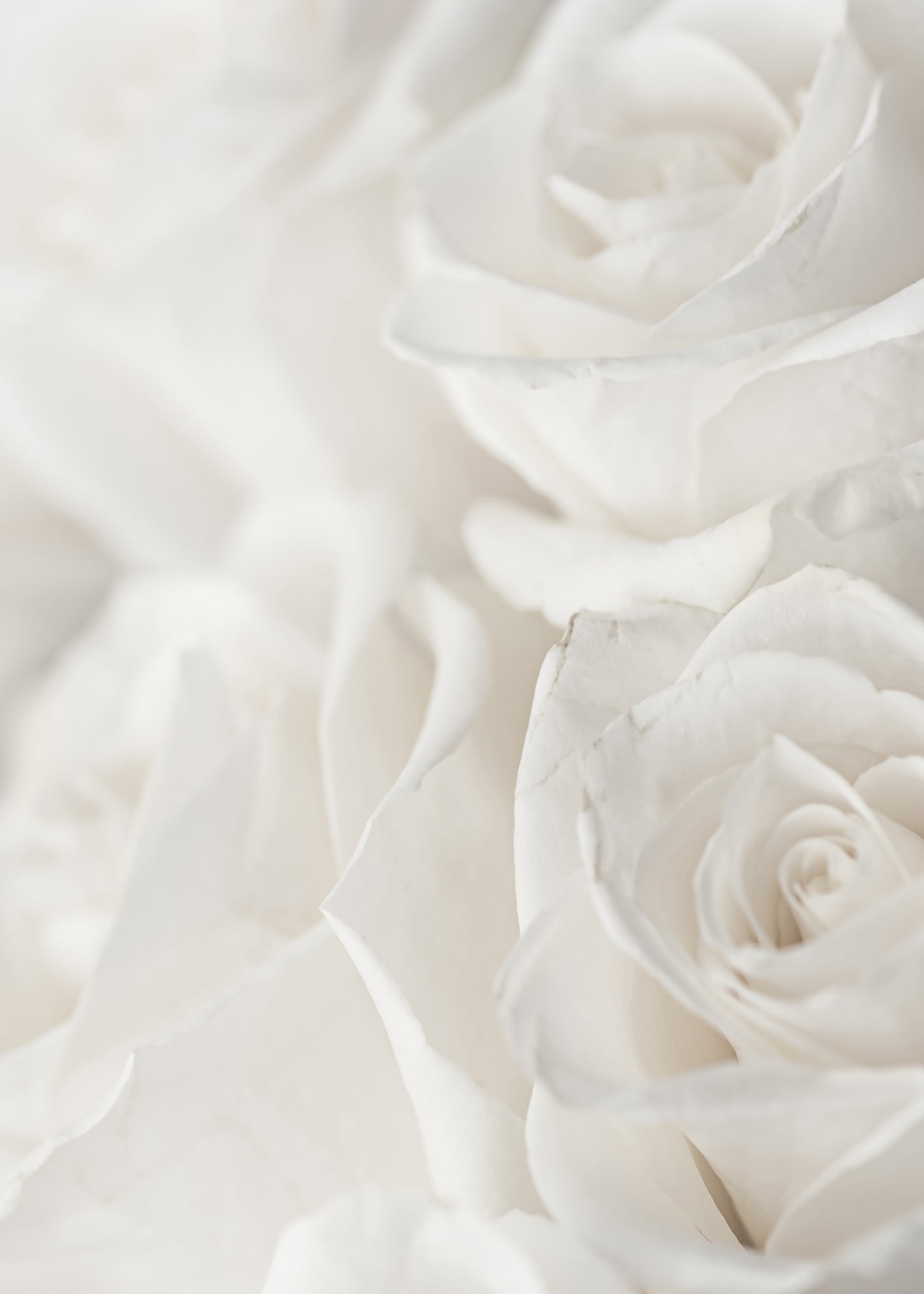 Canvastavla - Charming Roses