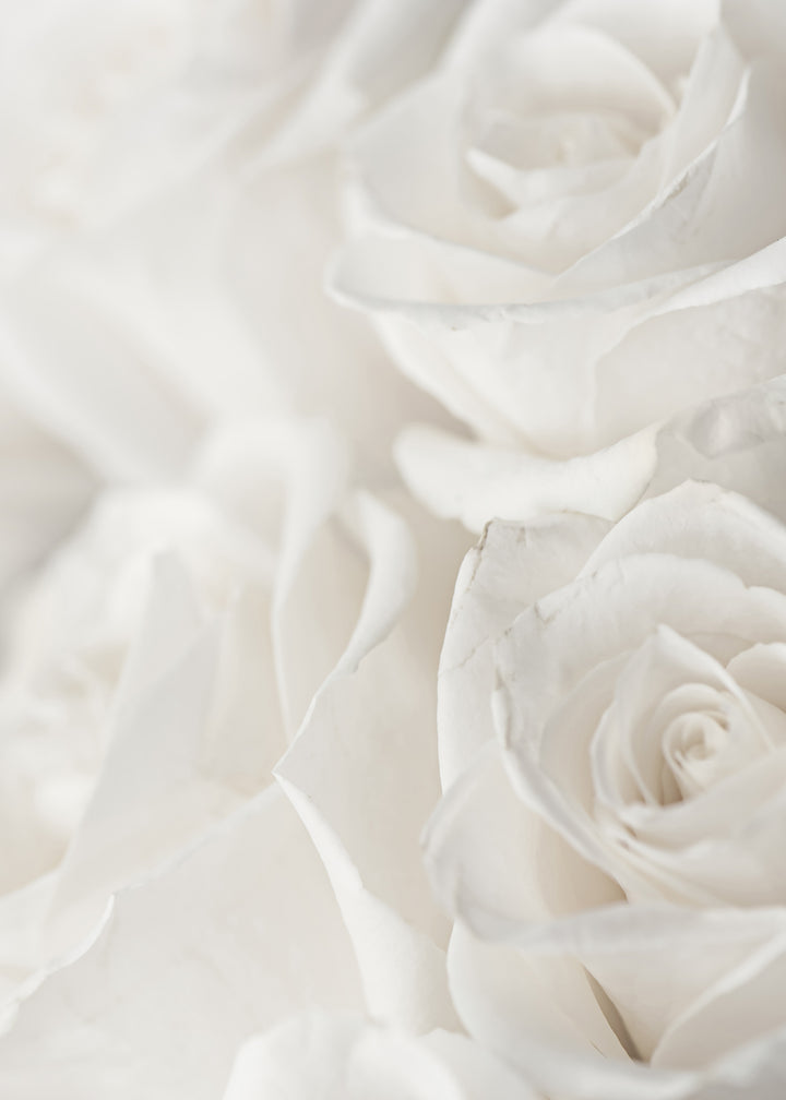 Canvastavla - Charming Roses