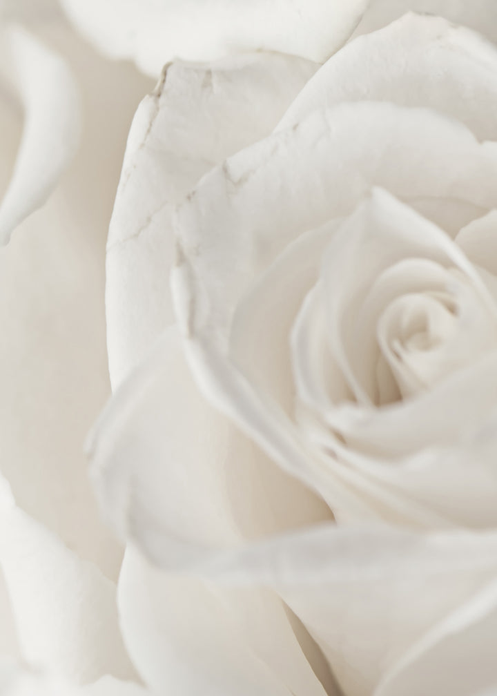 Canvastavla - Charming Roses