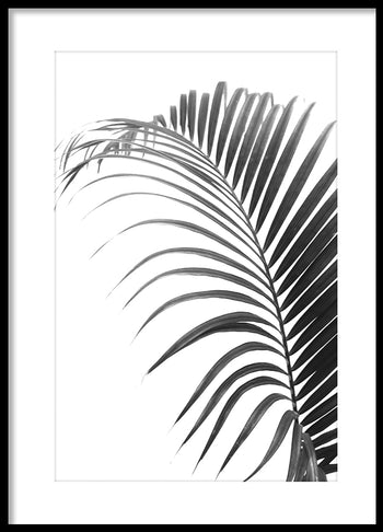 Poster - Palma