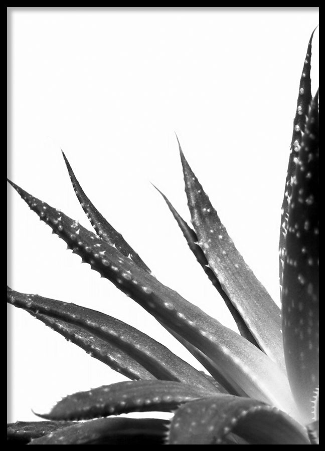 Poster - Cactus