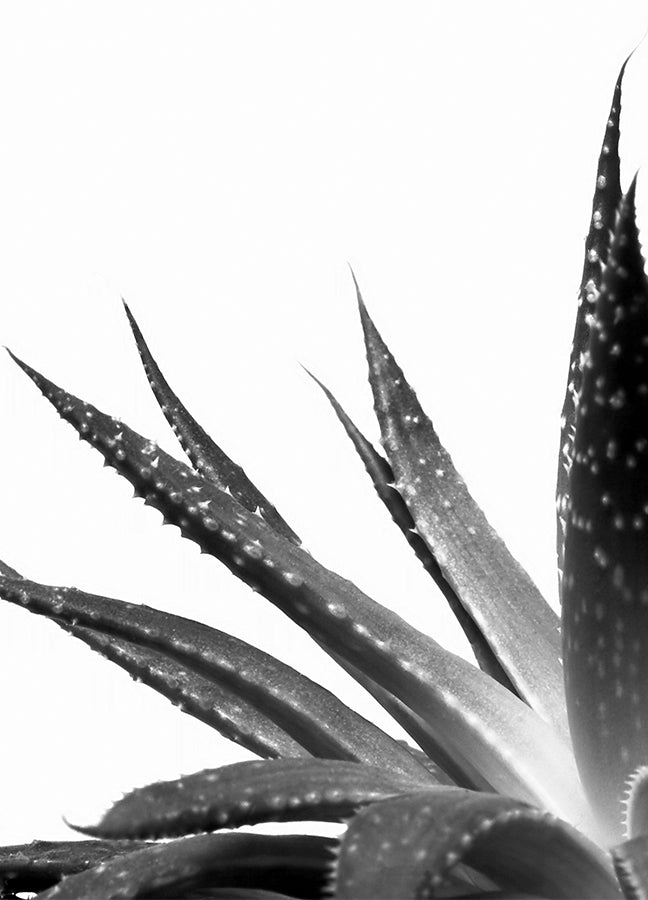 Poster - Cactus