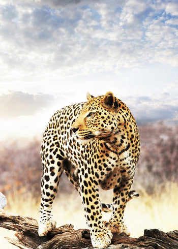 Canvastavla - Leopard
