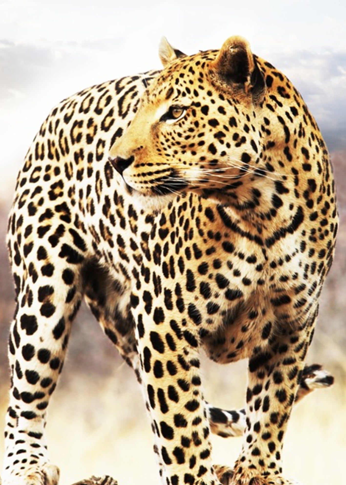 Canvastavla - Leopard
