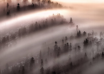 Canvastavla - Misty Forest