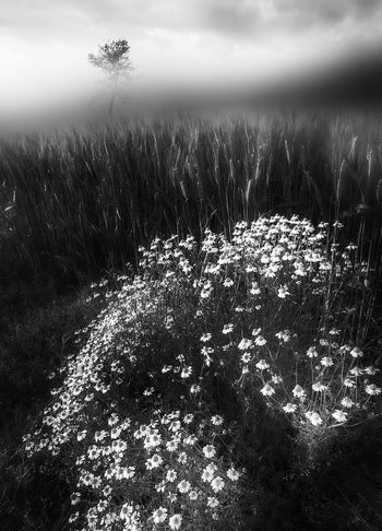Canvastavla - Springtime Sketches