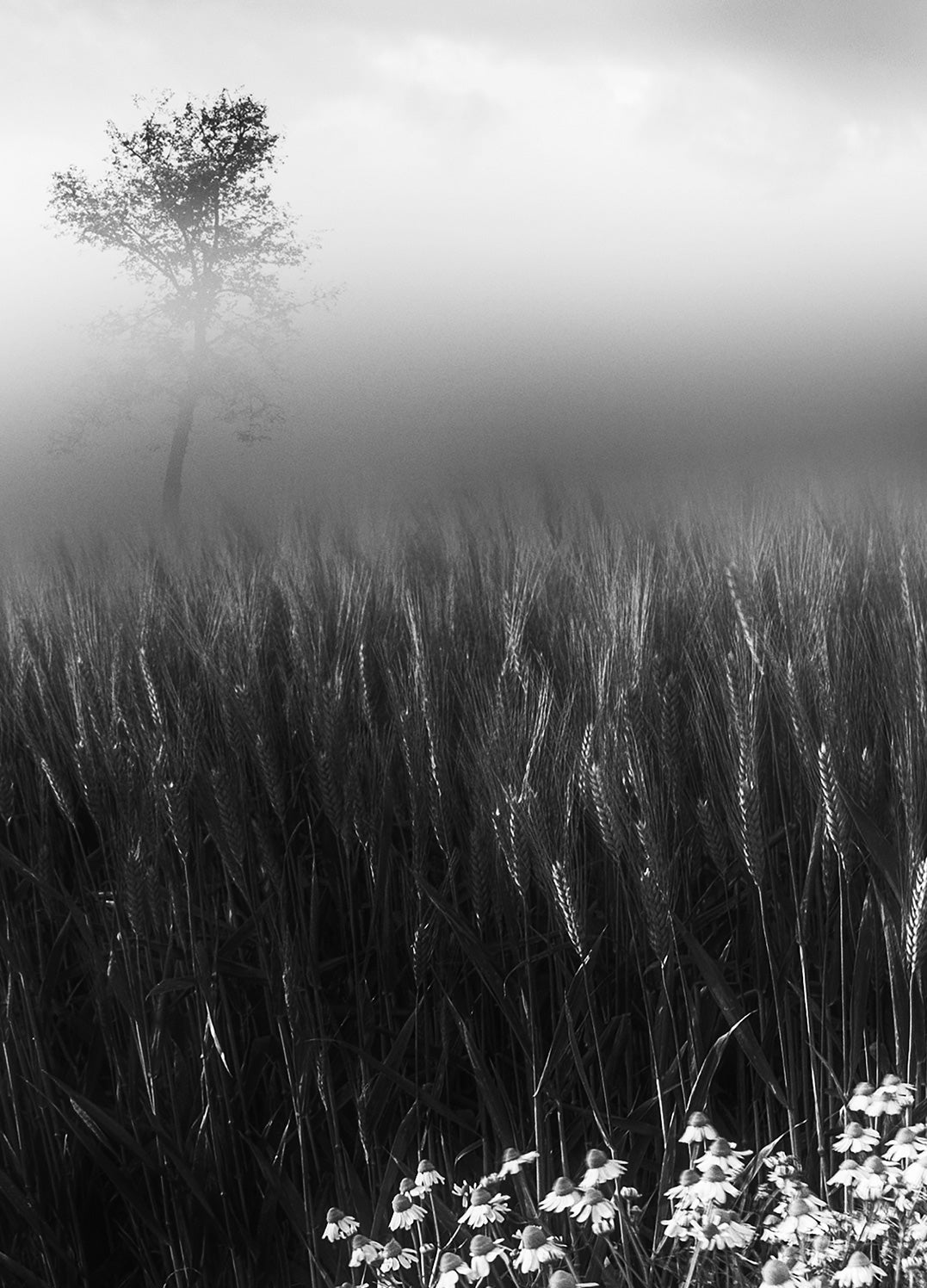 Canvastavla - Springtime Sketches