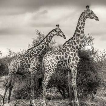 Tavla - Namibia