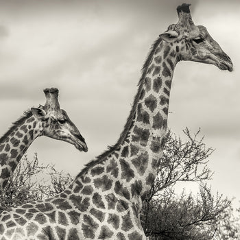 Tavla - Namibia