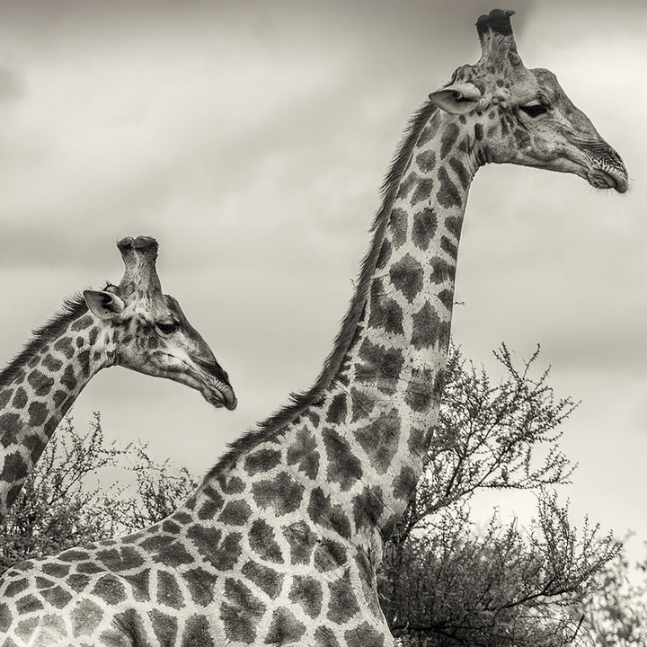 Tavla - Namibia