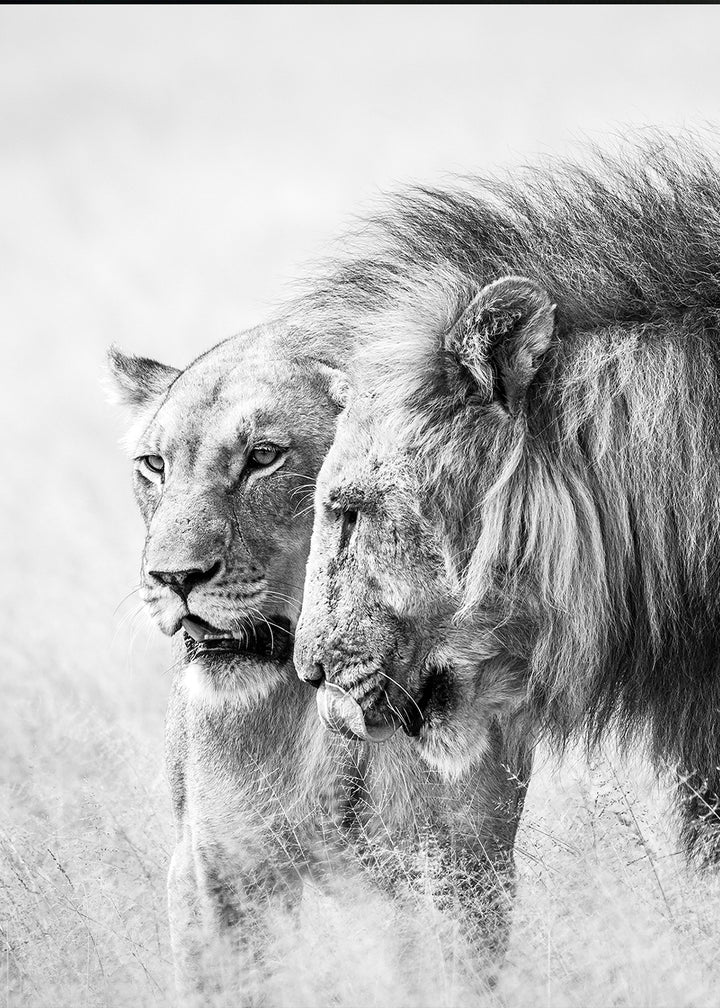 Juliste - A King Will Always Protect His Queen | Gray