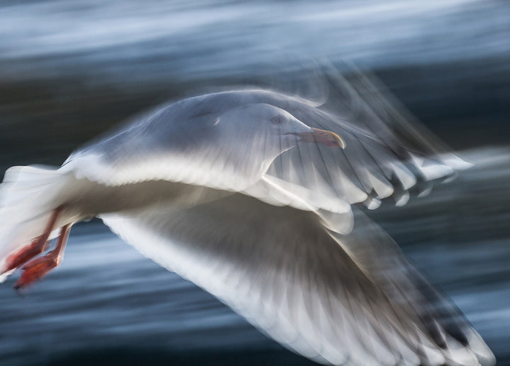 Canvastavla - Seagull