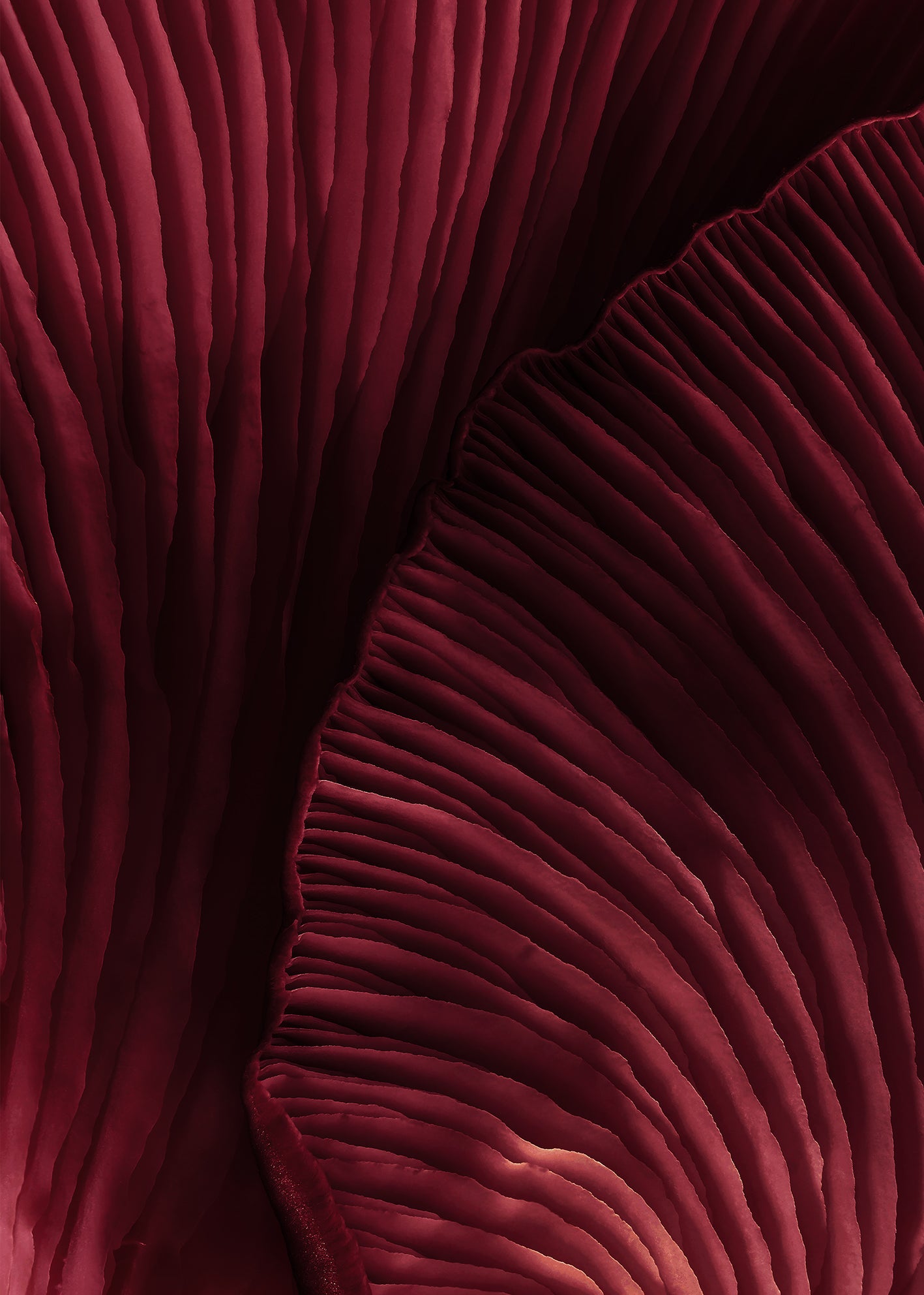 Canvastavla - Viva Magenta