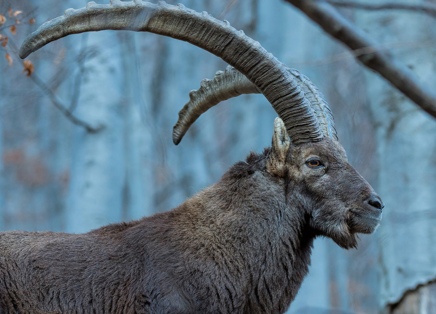 Canvastavla - Buck