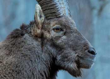 Canvastavla - Buck