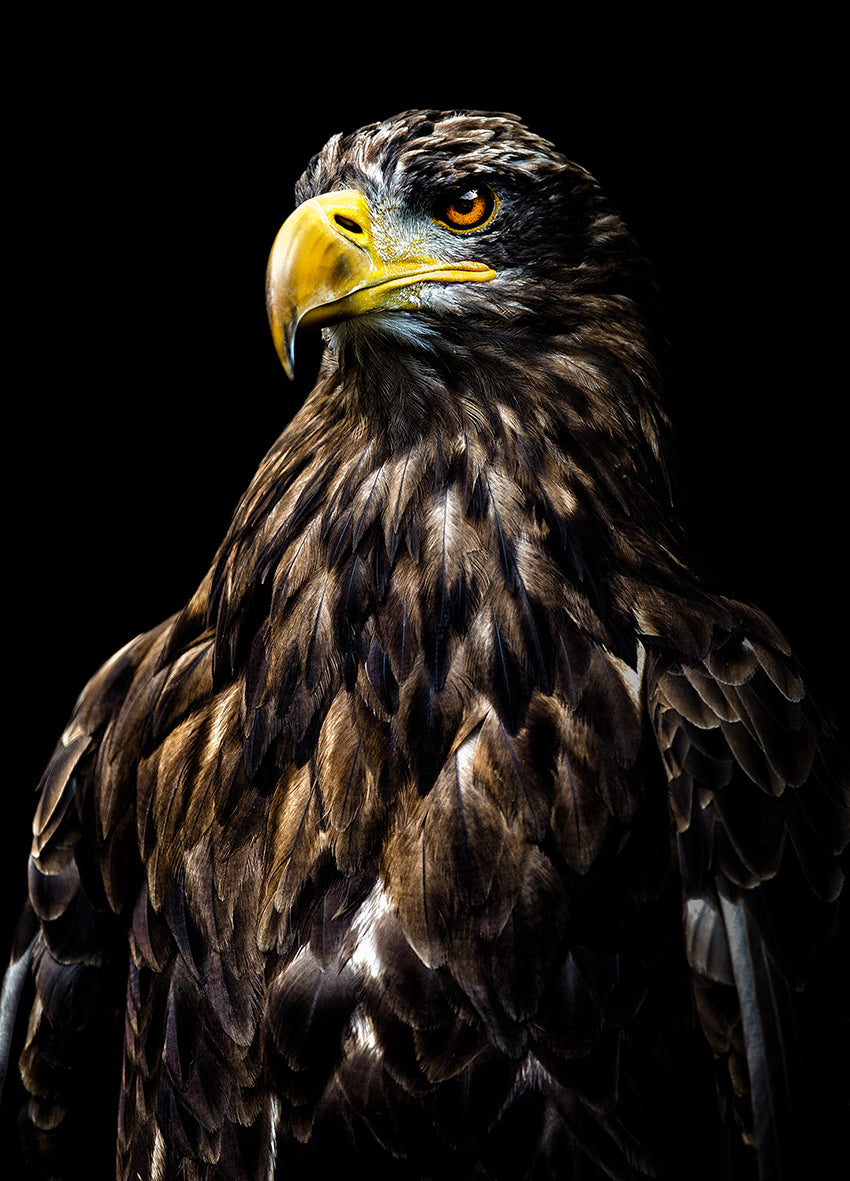 Canvastavla - Eagle