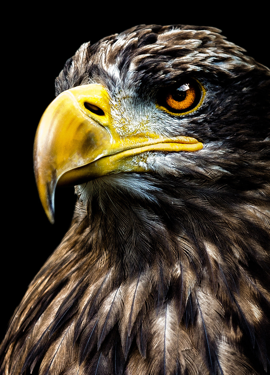 Canvastavla - Eagle