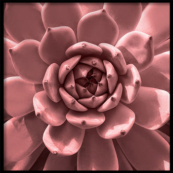 Poster - Aloe Pink
