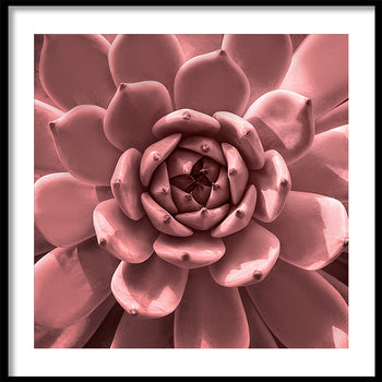 Poster - Aloe Pink