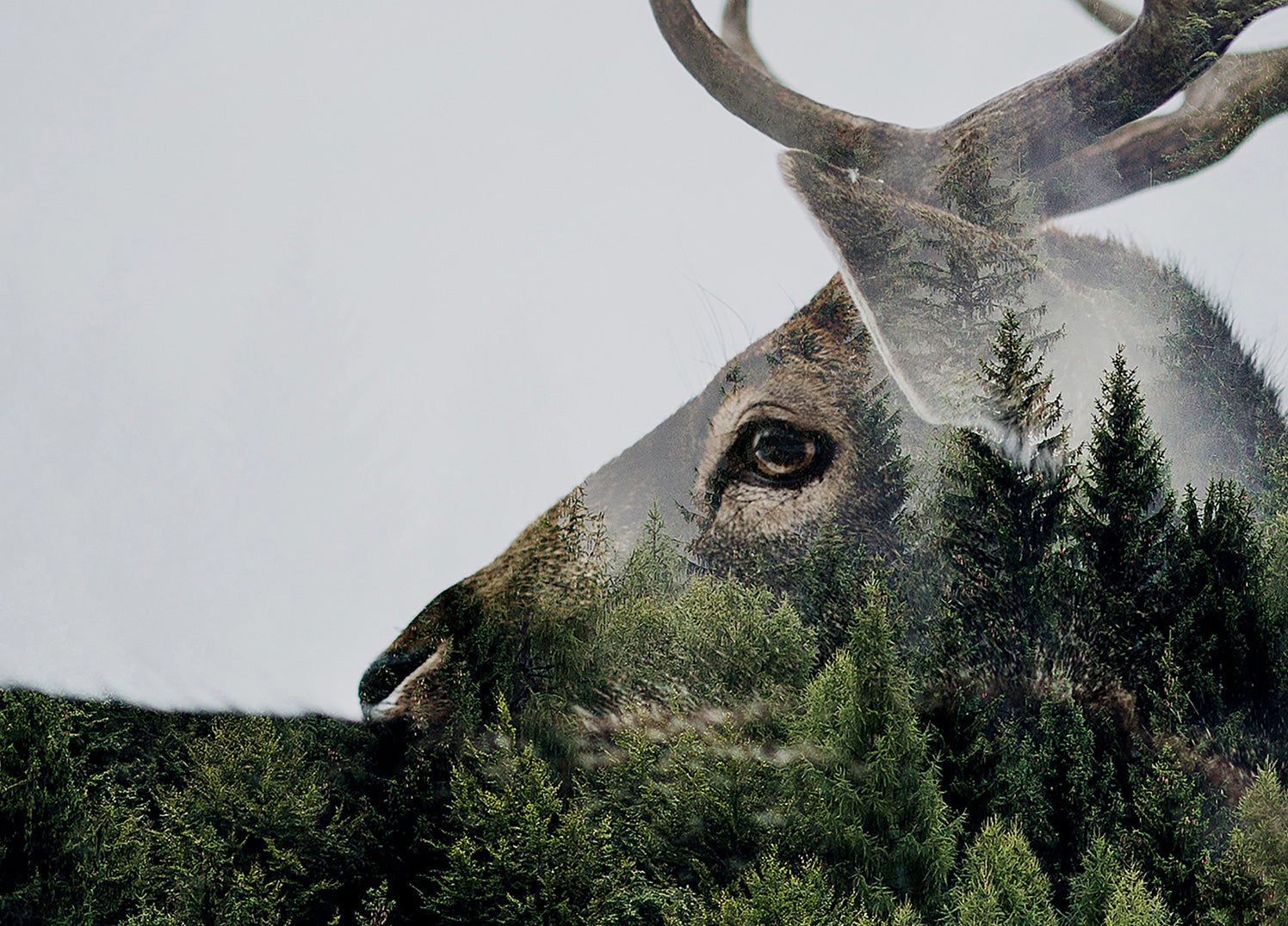 Canvastavla - Antler