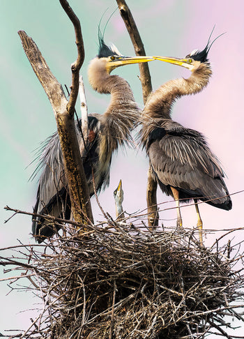 Canvastavla - Herons Den