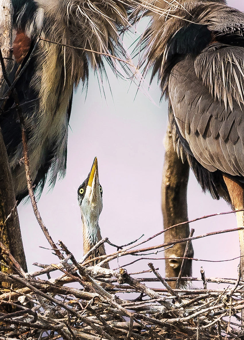 Canvastavla - Herons Den