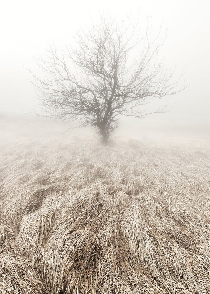 Canvastavla - Mysterious Tree