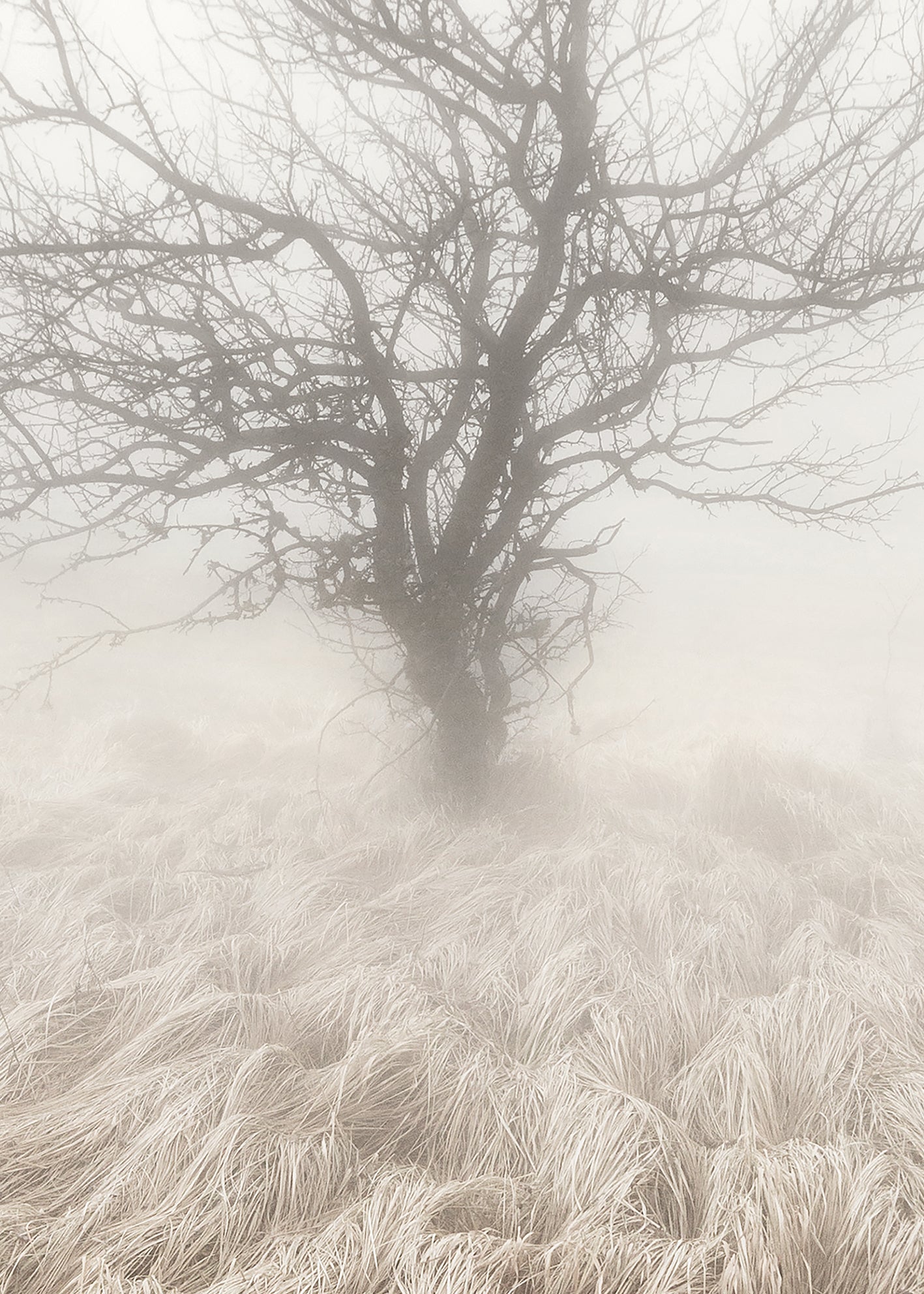 Canvastavla - Mysterious Tree