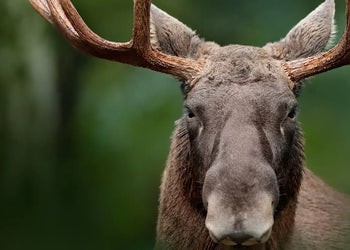 Canvastavla - Moose in the Forest