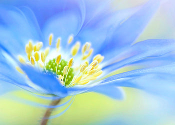 Tavla - Indigo flower